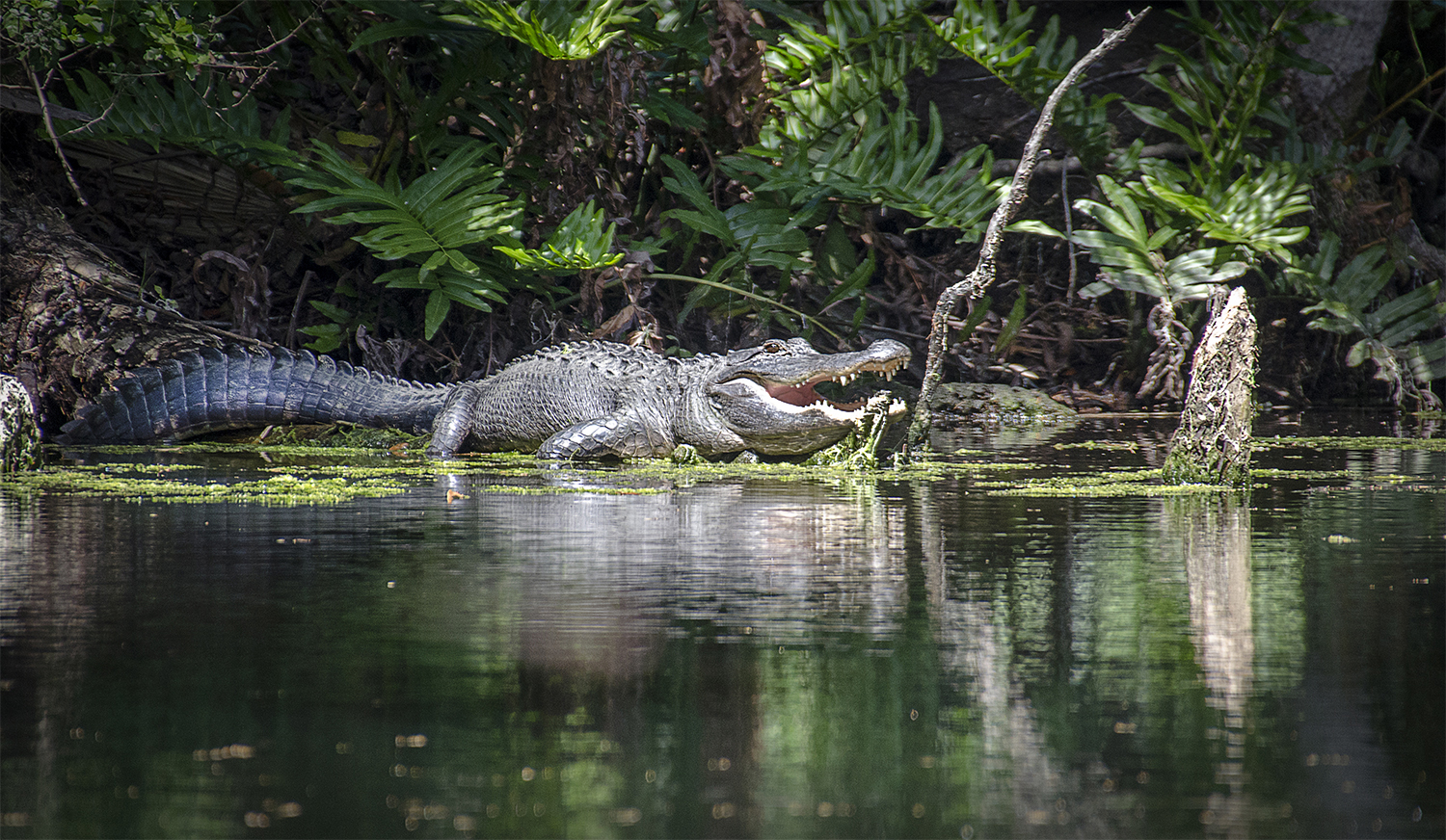 American Alligator (Alligator Mississippiensis)